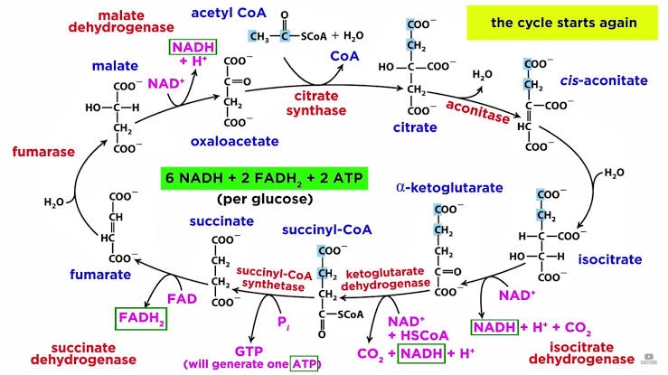 Main components of the TCA cycle in Deinococcus radiodurans