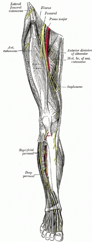 lumbar plexus anatomy
